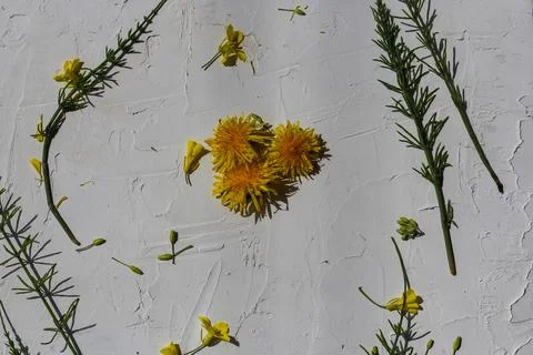 White textured horizontal background for presentation with yellow small flowers Stock Photos