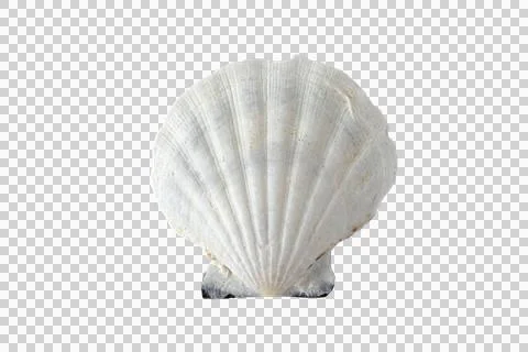 White textured scallop shell isolated transparent png for nautical and coas.. Stock Photos