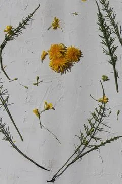 White textured vertical background with yellow small flowers and green leaves Foto stock