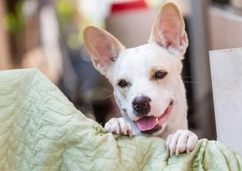 White thai dog Stock Photos
