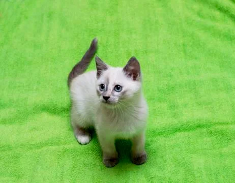 White Thai kitten on a green background Foto stock