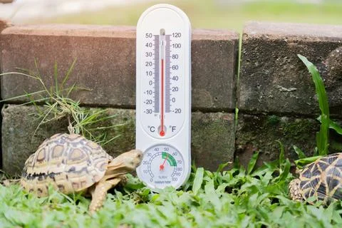 White Thermometer setting in turtle raising area in the garden of the house Stock Photos