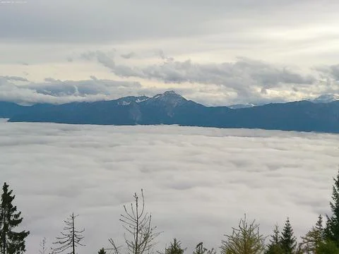 White thick fog, the tips of trees are visible from under the fog, Foto stock