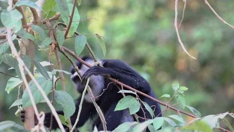 White-thighed Colobus move back and forward and look in rainforest tree Stock Footage 232310803