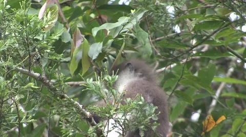 White-thighed Langur sit in rainforest tree look around eating leaves portrait Stock Footage 56050757