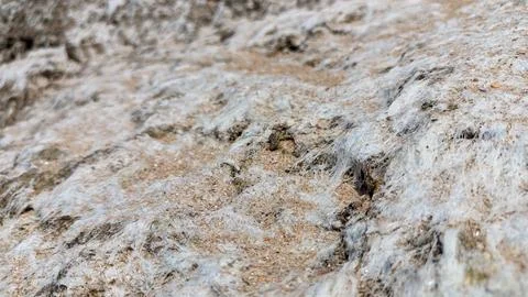 White thin and dry algae, similar to white hair, dry on rocks and sand after the Foto stock