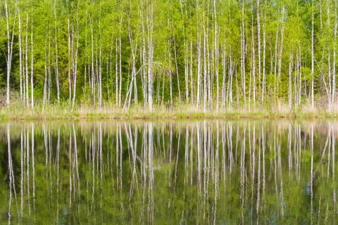 White thin birch trees grow along the forest lake in spring Stock Photos