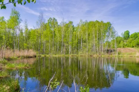 White thin birch trees grow along the forest lake in spring Stock Photos