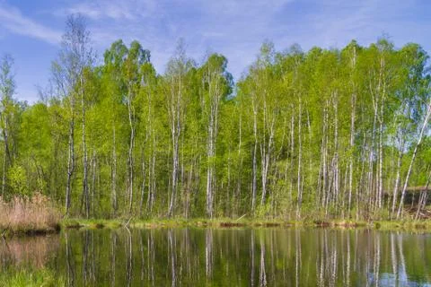 White thin birch trees grow along the forest lake in spring Stock Photos