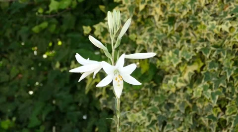 White Thin Flower On The Green Background Stock Footage 53878757