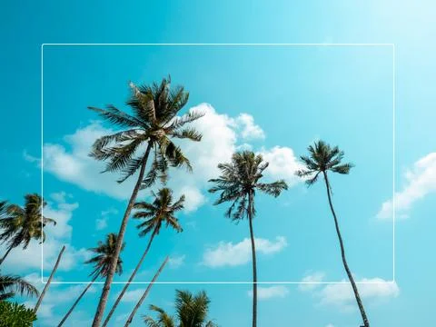 White thin line frame on summer background with many tall of tropical cocon.. Foto stock