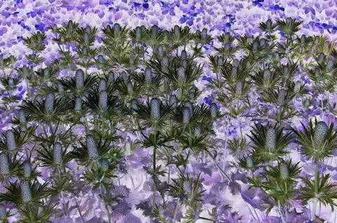 White thistles abstract Foto stock