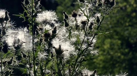 White thistles Stock Footage 34363224