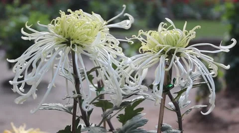 White thorn Chrysanthemum Stock Footage 42291017