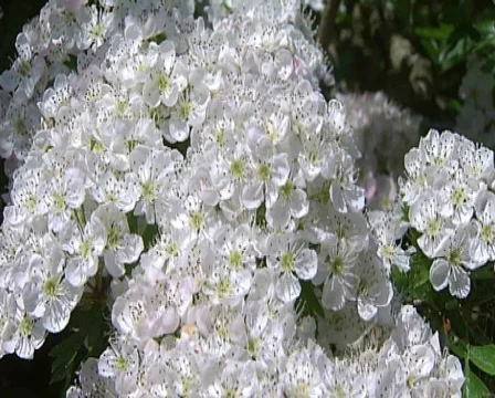 White thorn flowers Video stock 606052