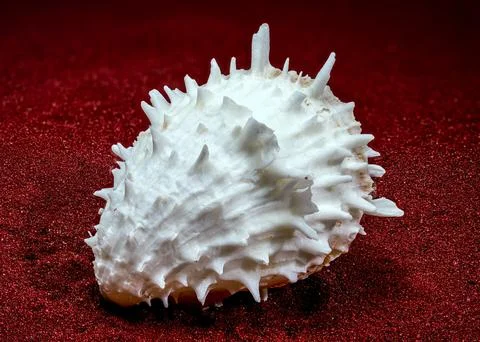White Thorny Oyster Shell With Sharp Spines On Red Sand Foto stock