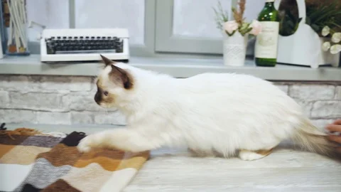 White thoroughbred cat Stock Footage 129385678