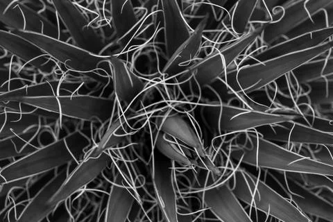 White Threads of Yucca Close Up In Black And White 库存照片