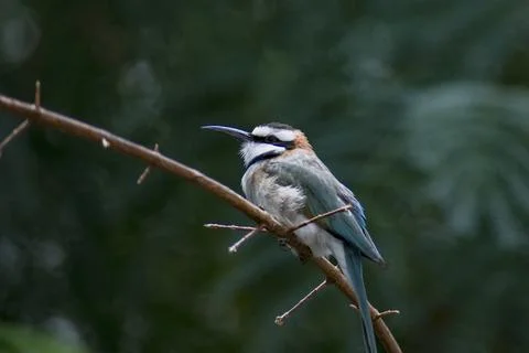 The White-Throated Bee-Eater (Merops albicollis). Stock Photos