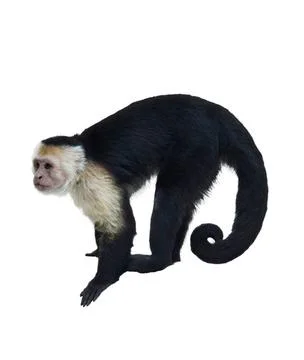 White Throated Capuchin Monkey White Throated Capuchin Monkey Isolated On ... Stock Photos