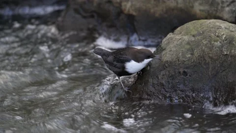 White-throated dipper 3 Stock Footage 143745076