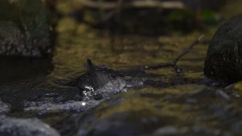 White-throated dipper 5 Stock Footage 143744843