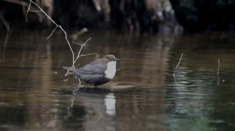 White-Throated Dipper (Cinclus cinclus) Video stock 1086235