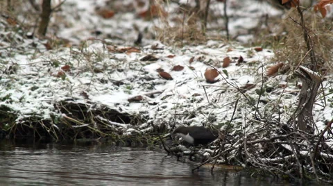White-Throated Dipper (Cinclus cinclus) Video stock 1086408