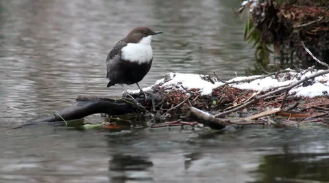 White-Throated Dipper (Cinclus cinclus) Video stock 1086449