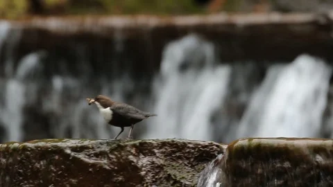 White-throated Dipper, Cinclus cinclus, standing in the water Stock Footage 86971821