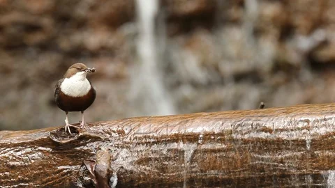 White-throated Dipper, Cinclus cinclus, standing in the water Stock Footage 86971880