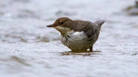 White-throated dipper (Cinclus cinclus) hunting prey Video stock 102139660
