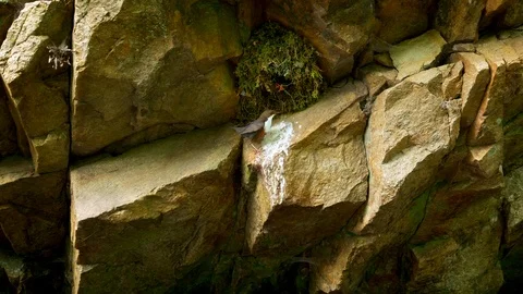 White-throated dipper (Cinclus cinclus) feeding chicks in nest Vídeos de archivo 102139931