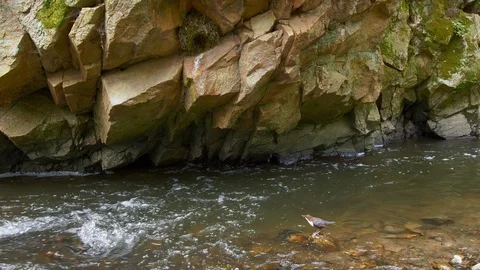 White-throated dipper (Cinclus cinclus) feeding chicks in nest Stock-Footage 107164347