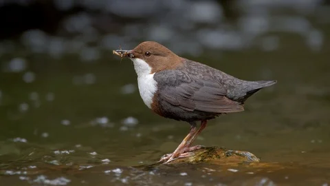 White-throated dipper (Cinclus cinclus) on rock in river Stock-Footage 107165028
