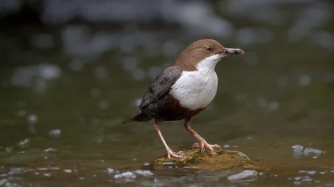 White-throated dipper (Cinclus cinclus) on rock in river Stock Footage 107165244