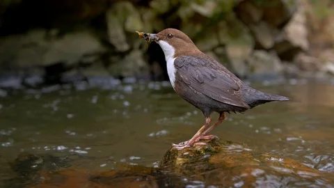 White-throated dipper (Cinclus cinclus) on rock in river 動画素材 107165465