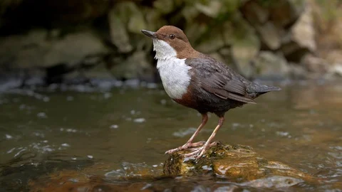 White-throated dipper (Cinclus cinclus) on rock in river Stock-Footage 107165748