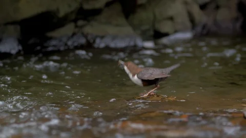 White-throated dipper (Cinclus cinclus) on rock in river Stock-Footage 107167110