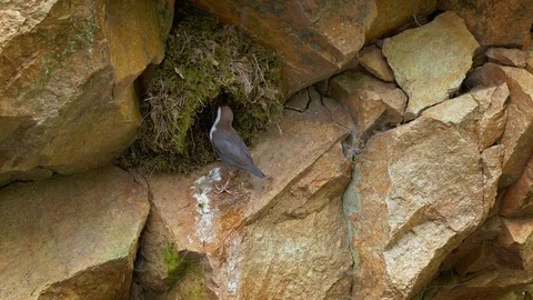 White-throated dipper (Cinclus cinclus) feeding chicks in nest 動画素材 107169118