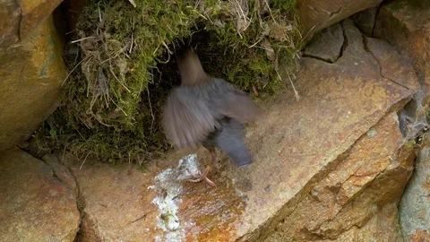 White-throated dipper (Cinclus cinclus) feeding chicks in nest Stock-Footage 107169175