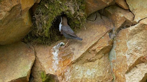 White-throated dipper (Cinclus cinclus) feeding chicks in nest Stock-Footage 107169282