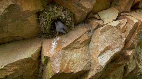 White-throated dipper (Cinclus cinclus) feeding chicks in nest Stock Footage 107169339