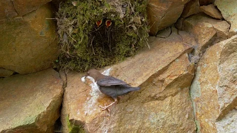 White-throated dipper (Cinclus cinclus) feeding chicks in nest Stock-Footage 107169367
