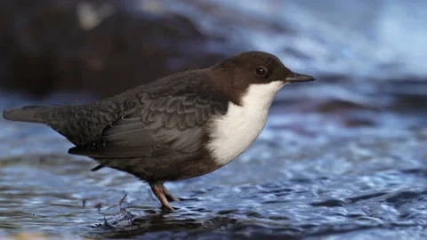 White-throated dipper (Cinclus cinclus) Stock Footage 143745181