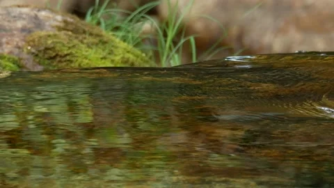 White-throated dipper, Cinclus cinclus. Spain Stock Footage 234425606