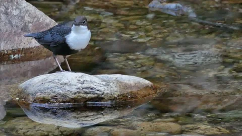White-throated dipper, Cinclus cinclus. Spain Stock Footage 234425625