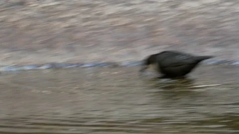 White-throated dipper, Cinclus cinclus. Spain Stock Footage 234425666