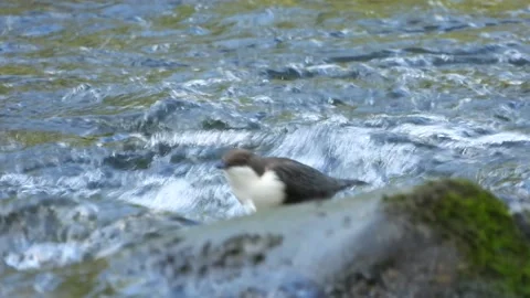 White-throated dipper (Cinclus cinclus), Spain Stock Footage 234425897