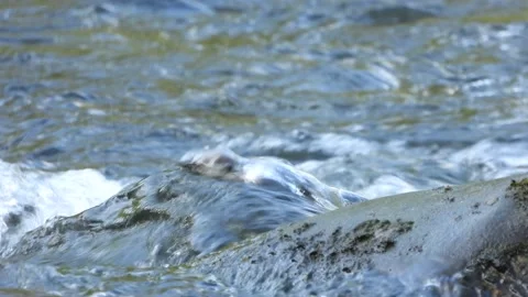 White-throated dipper, Cinclus cinclus. Spain Stock Footage 234425932